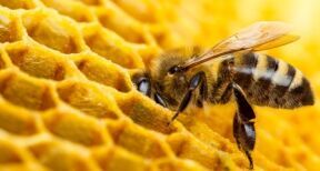 Apiculteurs : plus que quelques jours pour déclarer vos ruches