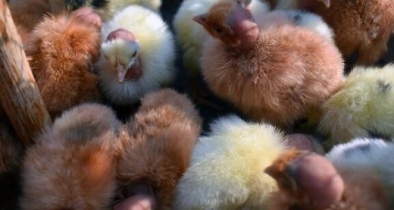 Aviculteurs : versement d’une seconde avance aux éleveurs touchés par la grippe aviaire