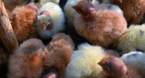 Aviculteurs : versement d’une seconde avance aux éleveurs touchés par la grippe aviaire