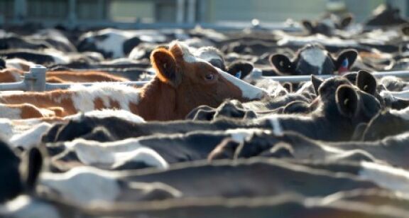 Éleveurs : vous pouvez demander les aides animales 2023 !