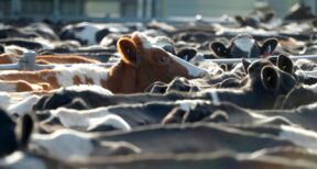 Éleveurs : vous pouvez demander les aides animales 2023 !