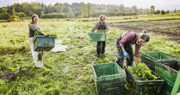 Travailleurs occasionnels agricoles : l’exonération spécifique prolongée de 3 ans