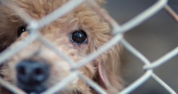 Protection des animaux : une formation pour les gestionnaires de fourrières