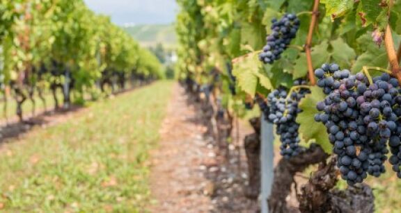 Viticulteurs : une campagne de distillation pour soutenir la filière