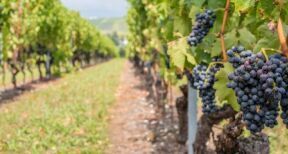 Viticulteurs : une campagne de distillation pour soutenir la filière