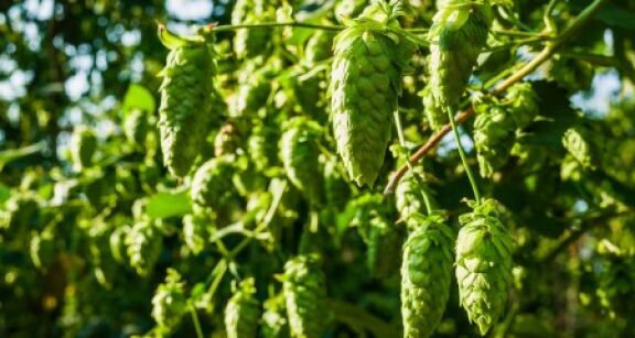 Productions végétales : montant des aides couplées 2022