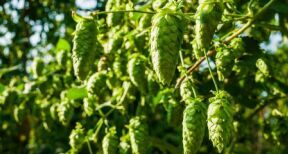 Productions végétales : montant des aides couplées 2022