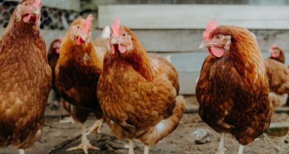 Aviculteurs : un report de paiement des cotisations sociales est possible