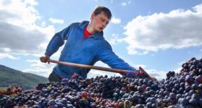 Viticulteurs : l’avenir du secteur de la viticulture à l’horizon 2040
