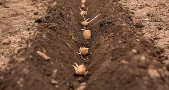 Cultures végétales : montant des aides couplées pour la campagne 2022