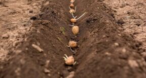 Cultures végétales : montant des aides couplées pour la campagne 2022