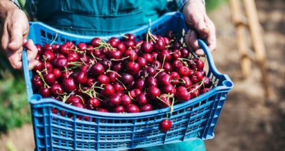 Arboriculteurs : haro sur les cerises traitées au phosmet !