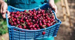 Arboriculteurs : haro sur les cerises traitées au phosmet !