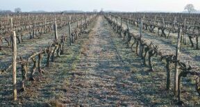 Viticulteurs : autorisations de plantation de vignes nouvelles pour 2023