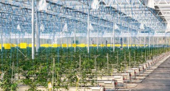 Producteurs de fruits et légumes : aide à l’investissement