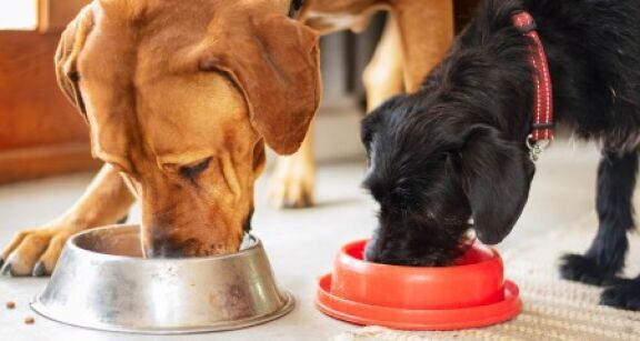 Le marché des animaux de compagnie poursuit sa dynamique