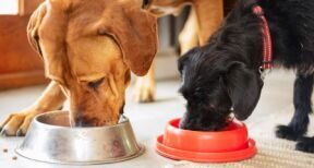 Le marché des animaux de compagnie poursuit sa dynamique