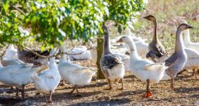 Aviculteurs : allègement des mesures anti-grippe aviaire