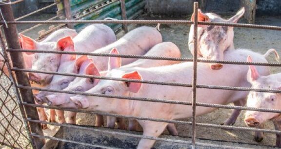 Éleveurs de porcs : avancées commerciales avec la Chine