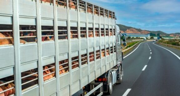 Des pistes pour améliorer le transport d’animaux