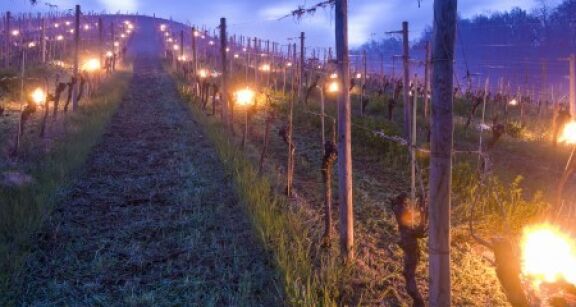 Assurance-récolte : l’indemnisation par le fonds de solidarité nationale