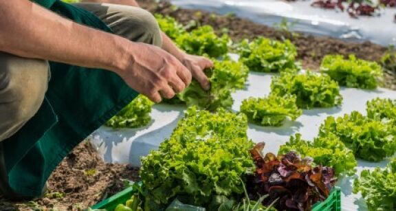 Agriculture biologique : le plan de soutien de l’État à la filière