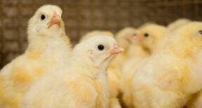 Aviculteurs : la vaccination pour lutter contre la grippe aviaire