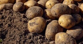 Producteurs de pommes de terre : d&#x00e9;clarez vos surfaces&#x00a0;!