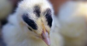 Aviculteurs : renforcement du soutien de l’État aux éleveurs victimes de la grippe aviaire