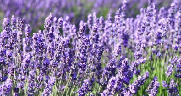 Filière lavandicole : aide aux producteurs d’huiles essentielles de lavande