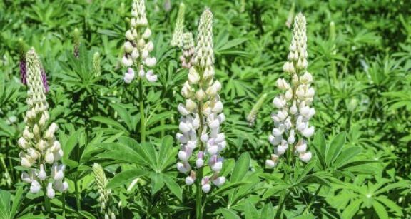 Agriculture : les espèces autorisées pour les couverts des jachères