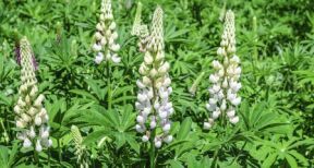 Agriculture : les espèces autorisées pour les couverts des jachères