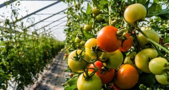 Maraîchers : la vente de légumes bio d’été sous serres chauffées à nouveau autorisée en hiver