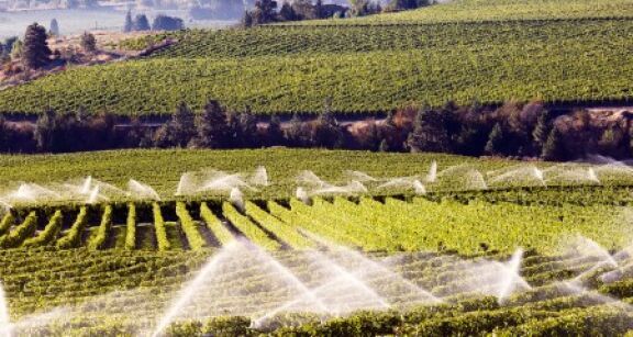 Viticulteurs : interdiction d’irriguer les vignes