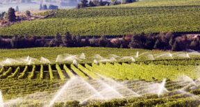 Viticulteurs : interdiction d’irriguer les vignes