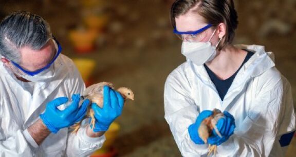 Aviculteurs : le plan de vaccination contre la grippe aviaire est dévoilé