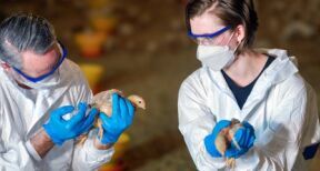 Aviculteurs : le plan de vaccination contre la grippe aviaire est dévoilé