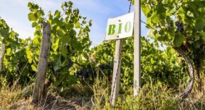 Agriculture biologique : le plan d’aide aux exploitations est opérationnel