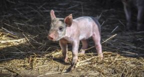 Eleveurs de porcs : ouverture du marché australien à la viande de porc française