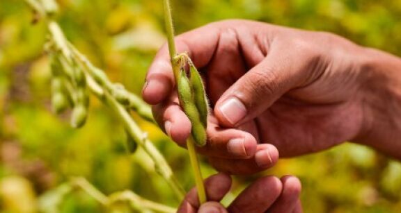 Riz, fourrages séchés, oléagineux, protéagineux, soja : organisations de producteurs