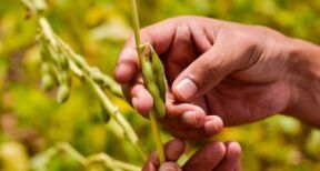 Riz, fourrages séchés, oléagineux, protéagineux, soja : organisations de producteurs