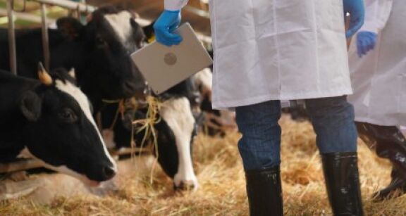 Élevage de ruminants : lutte contre la maladie hémorragique épizootique