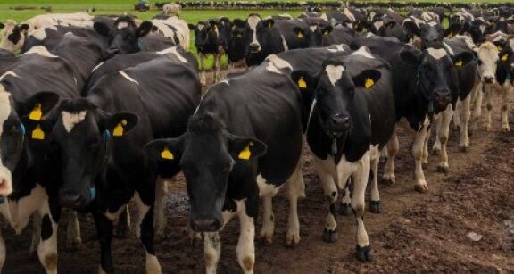 Élevage bovin : un plan pour la souveraineté de l’élevage