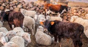 Elevage bovin, ovin et caprin : montant des aides Pac 2023