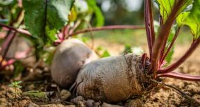 Producteurs de betteraves : les cultures autorisées après l’usage de néonicotinoïdes