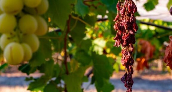 Viticulteurs : des prêts bonifiés pour rembourser les PGE