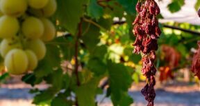 Viticulteurs : des prêts bonifiés pour rembourser les PGE