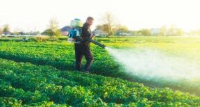 Céréaliculteurs, producteurs de pommes de terre : encadrement de l’usage du prosulfocarbe