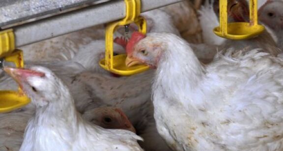 Aviculture : le risque de grippe aviaire porté au niveau « élevé »