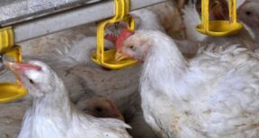 Aviculture : le risque de grippe aviaire porté au niveau « élevé »